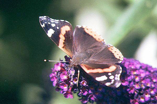The butterfly Vanessa atalanta.