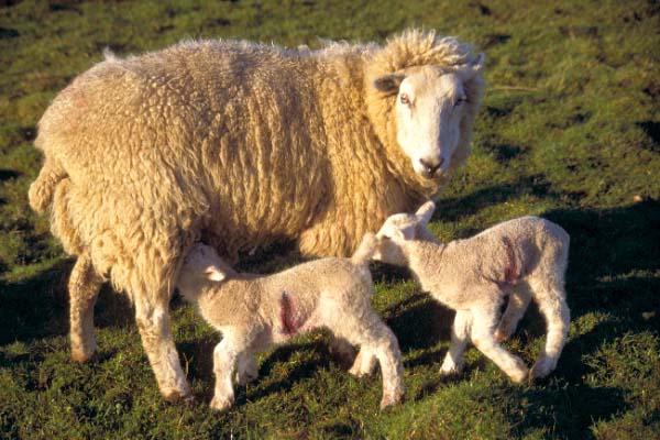 Sheep milking lambs.