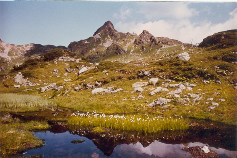 Cotton grass at an Alpine lake.