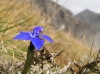 13_gentian_jl.jpg