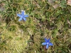 14_gentian_mv.jpg