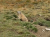 17_marmot_jl.jpg