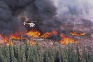 Forest managers are interested in the probability of forest fires.