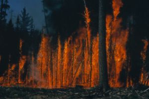 Several decades of carbon storage in this forest are lost within a few hours.