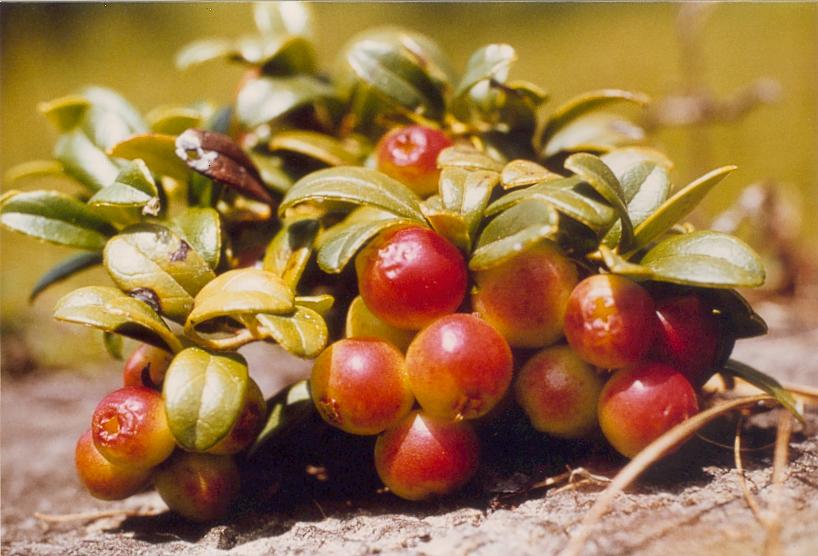Lingonberries (Vaccinium vitis idaea) on an Alpine rock.