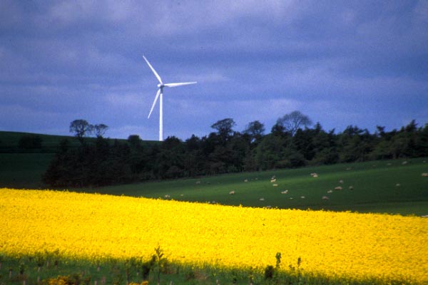 Governments invest in alternative energies such as wind or bio-fuel (rape seed).