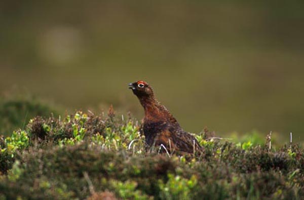 The famous red grouse (Lagopus lagopus scoticus).