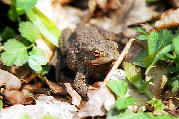 A lucky toad in springtime.