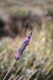 16_lavender_branch_sp.jpg