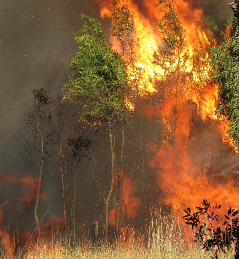 Amazonas in der Feuerfalle: Abholzung und Erwärmung können aus Regenwald auf lange Sicht beschädigtes Grasland machen