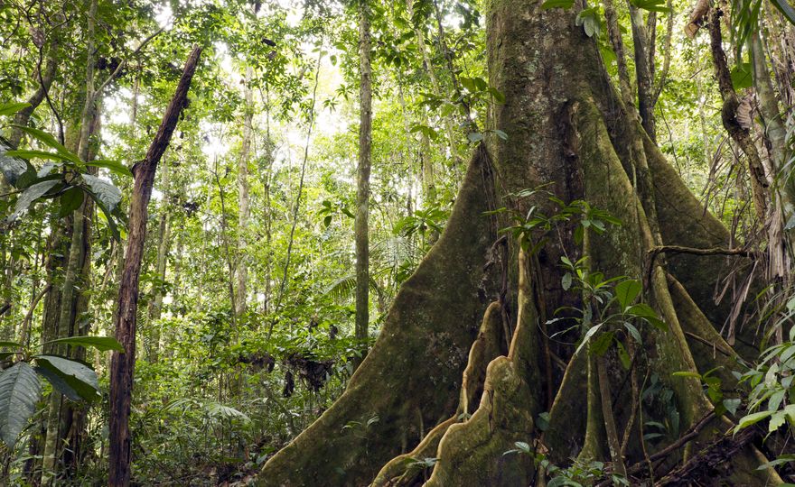 Amazonaswald: Biodiversität kann Klimarisiken mindern