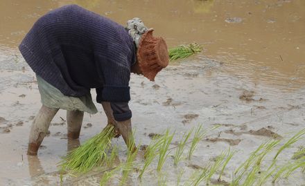 CO2-Düngung: Versteckter Hunger