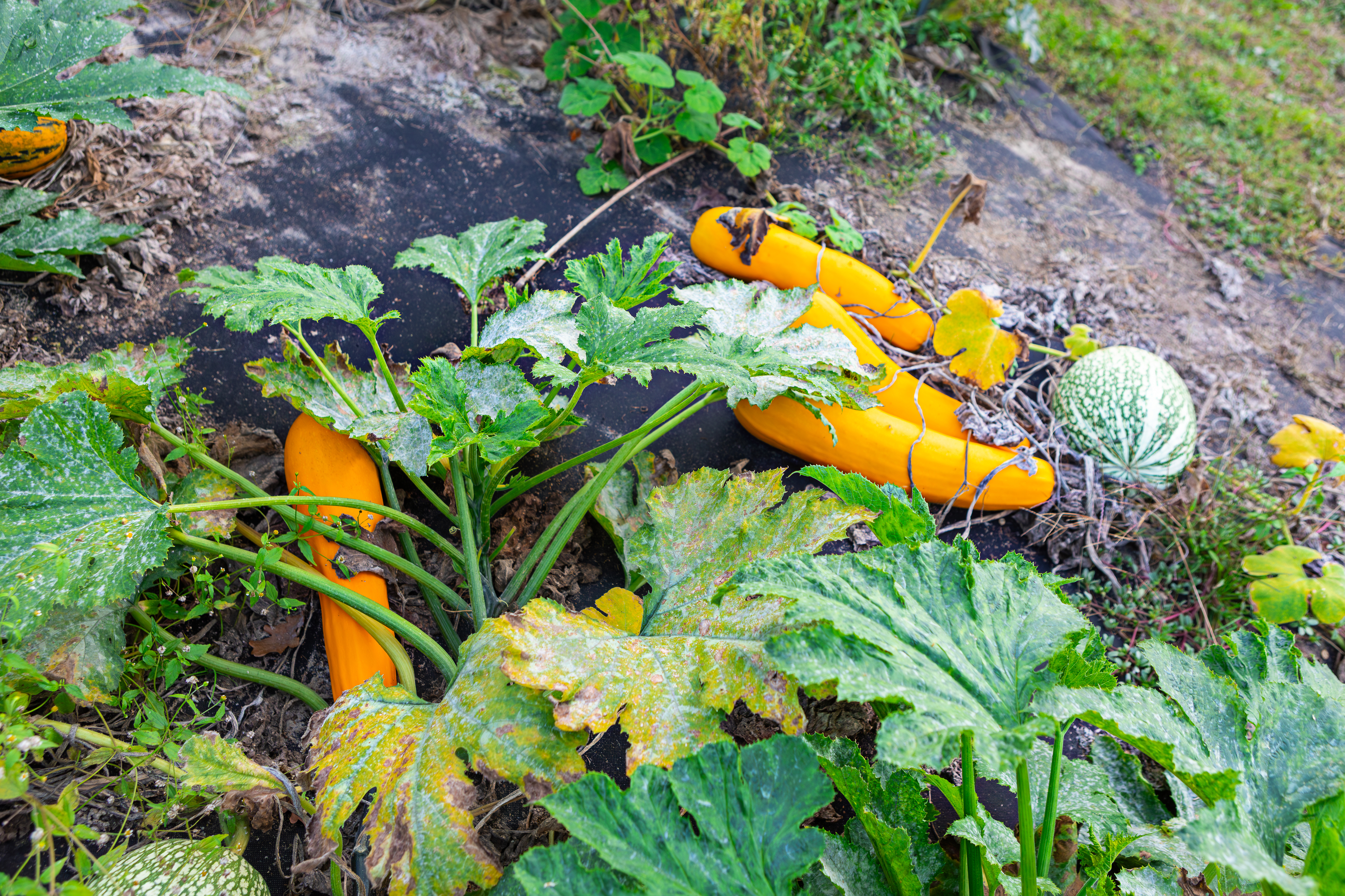 Lokale Nahrungsmittelversorgung könnte globale Ernährungssicherheit fördern