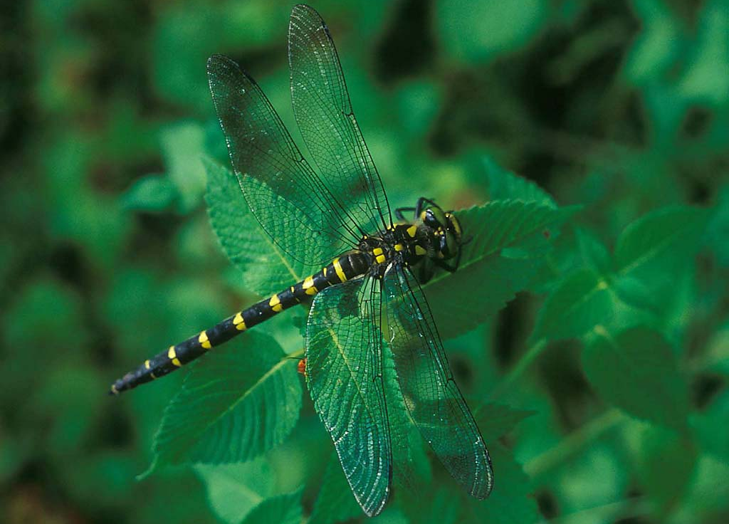 Klimawandel in Naturschutzgebieten