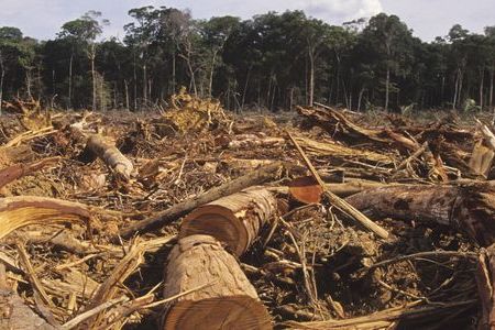 Energie aus Biomasse rechnet sich langfristig auch mit Waldschutz