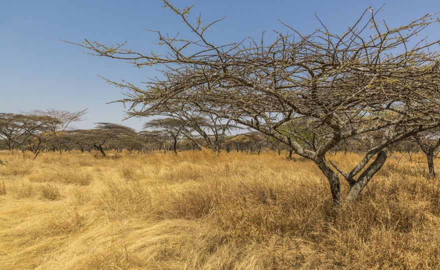 Mehr als 500 Millionen Menschen könnten von zunehmender Wasserknappheit betroffen sein