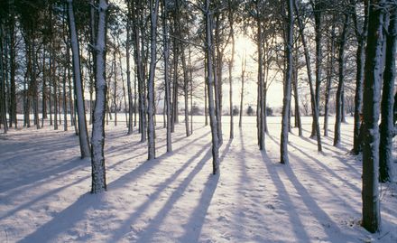 Klimawandel trifft Wälder weltweit