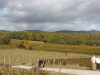 Weinanbau in Sachsen-Anhalt