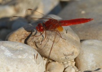 Feuerlibelle Crocthemis erythraea