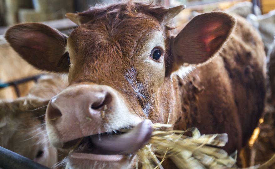 Astronautennahrung für Kühe: Industriell gezüchtete Mikroben könnten Rinder, Schweine und Hühner mit weniger Umweltschäden ernähren
