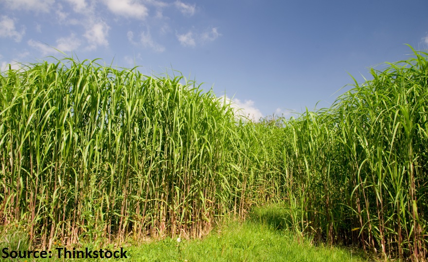 Biomasse-Plantagen nicht vereinbar mit Planetaren Belastungsgrenzen