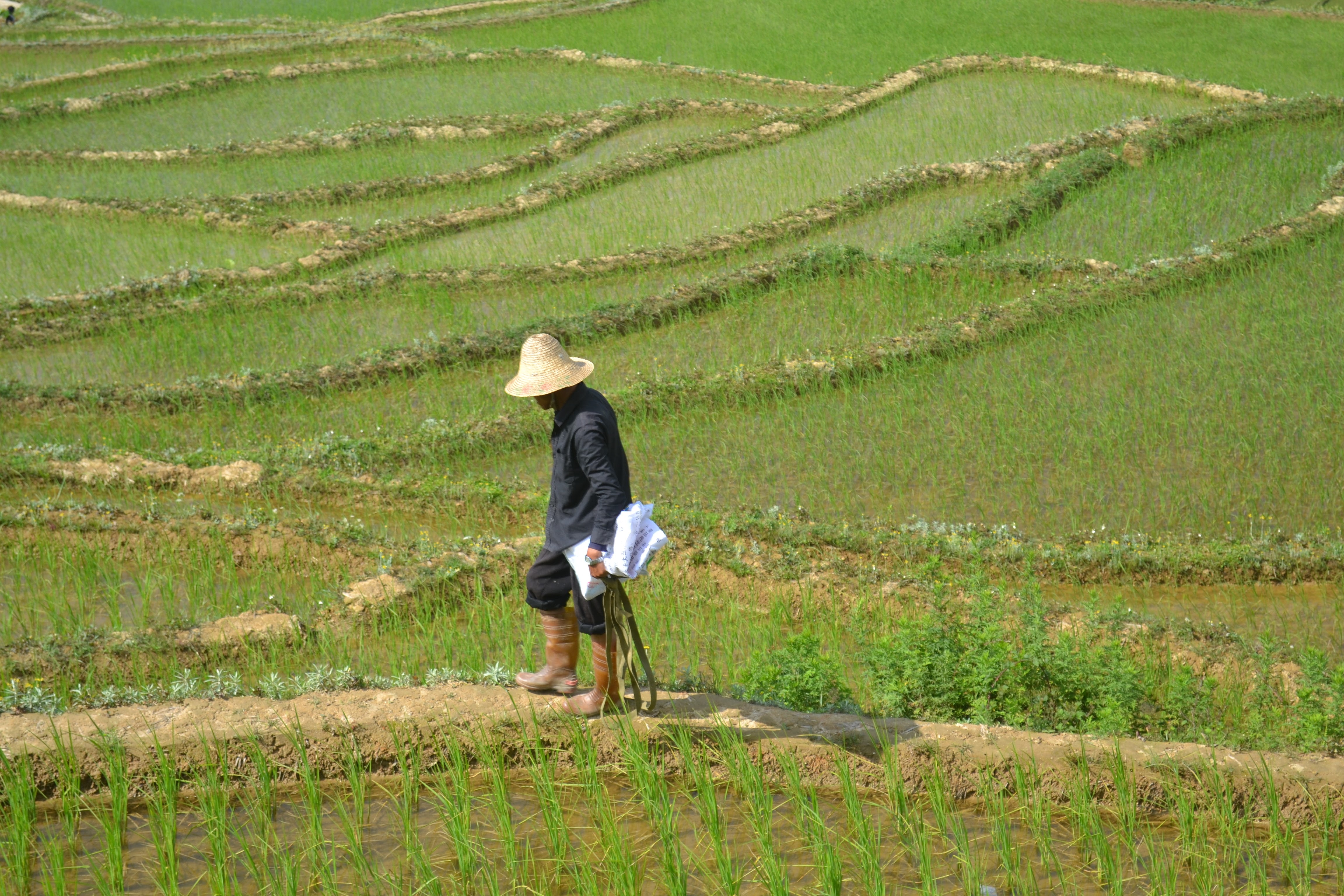 Chinas Nutzpflanzen in Gefahr: Klimawandel fördert Ausbreitung von Pflanzenschädlingen und -krankheiten