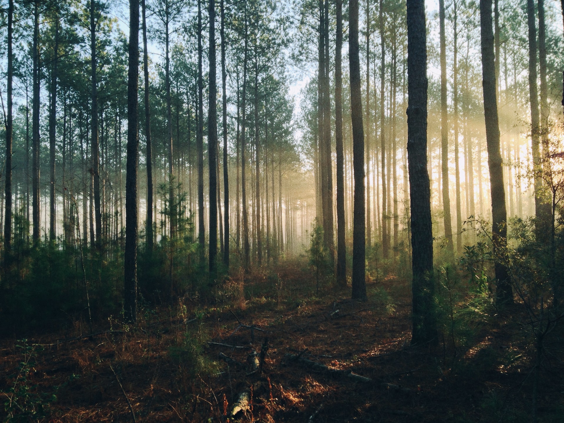 Die Rolle der Wälder für die Klimastabilisierung