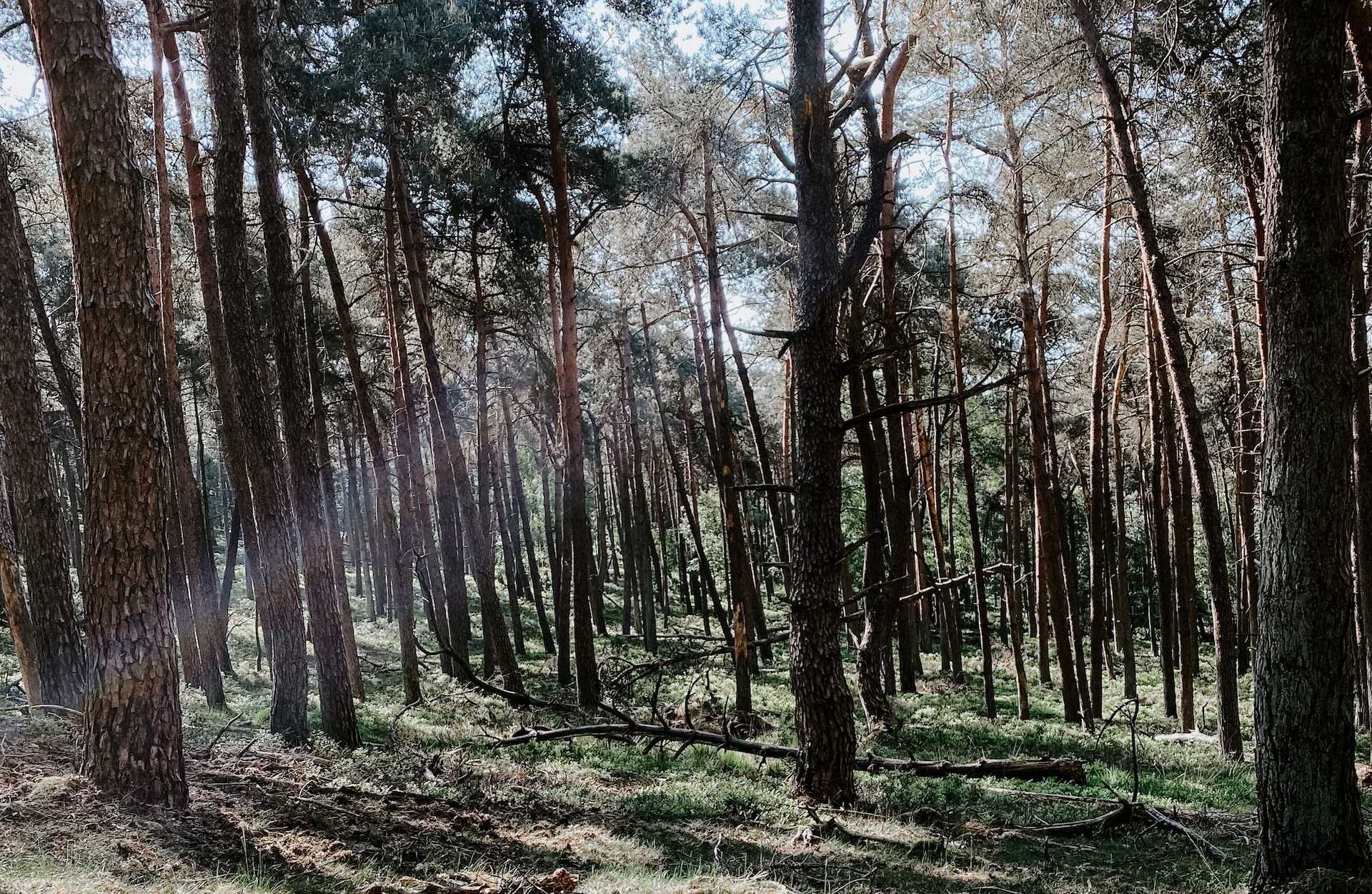 Europas Wälder zunehmend im Stress