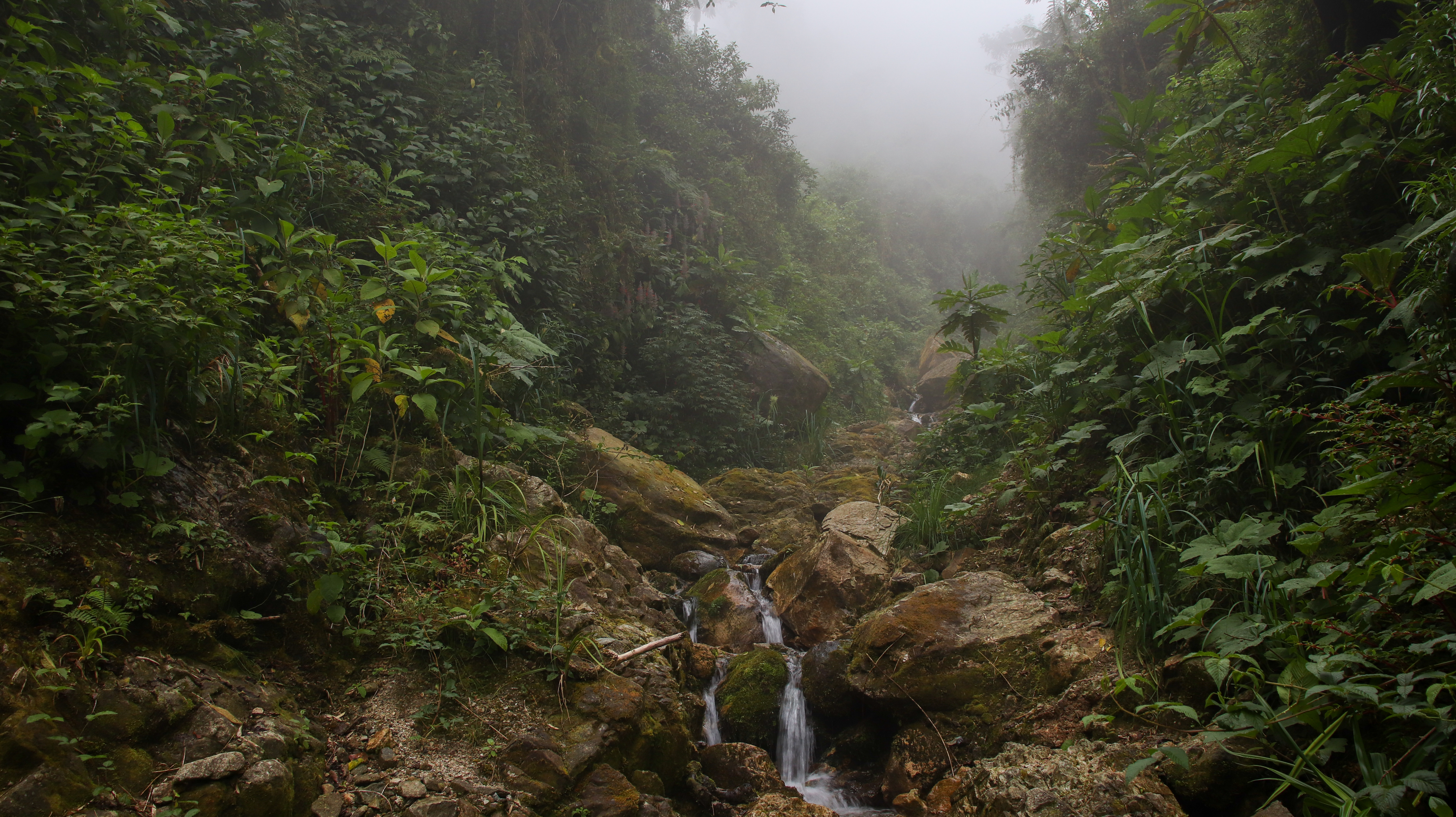 Gefahr für südamerikanischen Monsun durch Schädigung des Amazonas-Regenwaldes