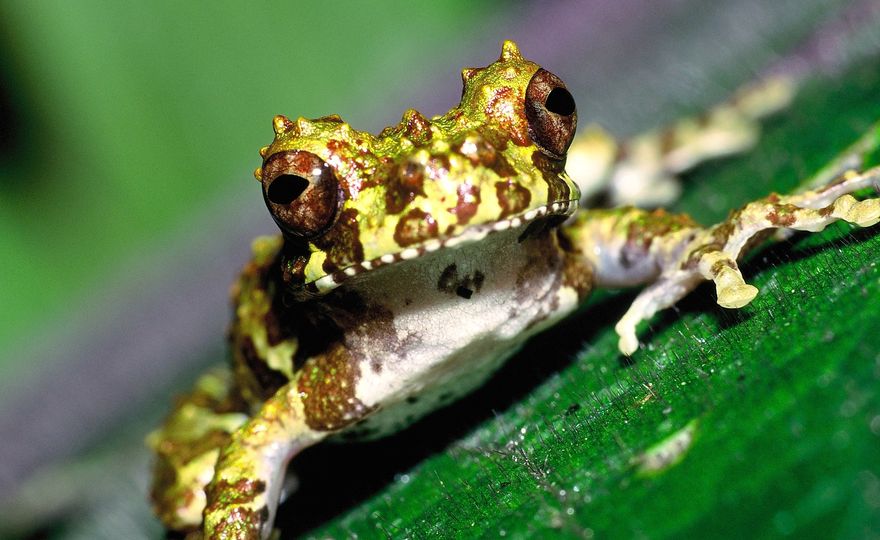Klimafolgen für Amphibien und Reptilien