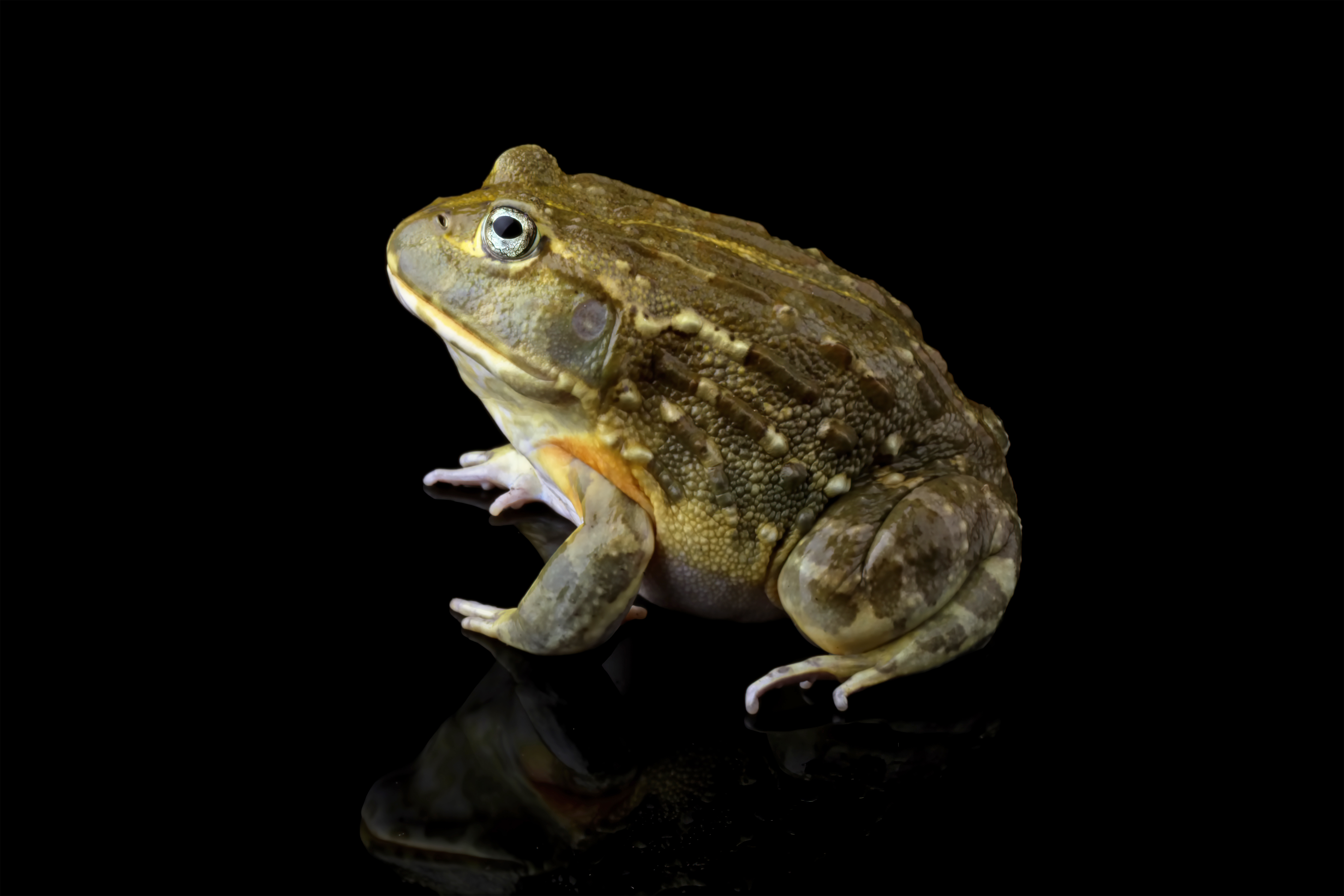 Klimafolgen für Amphibien und Reptilien Klimafolgen für Amphibien und Reptilien