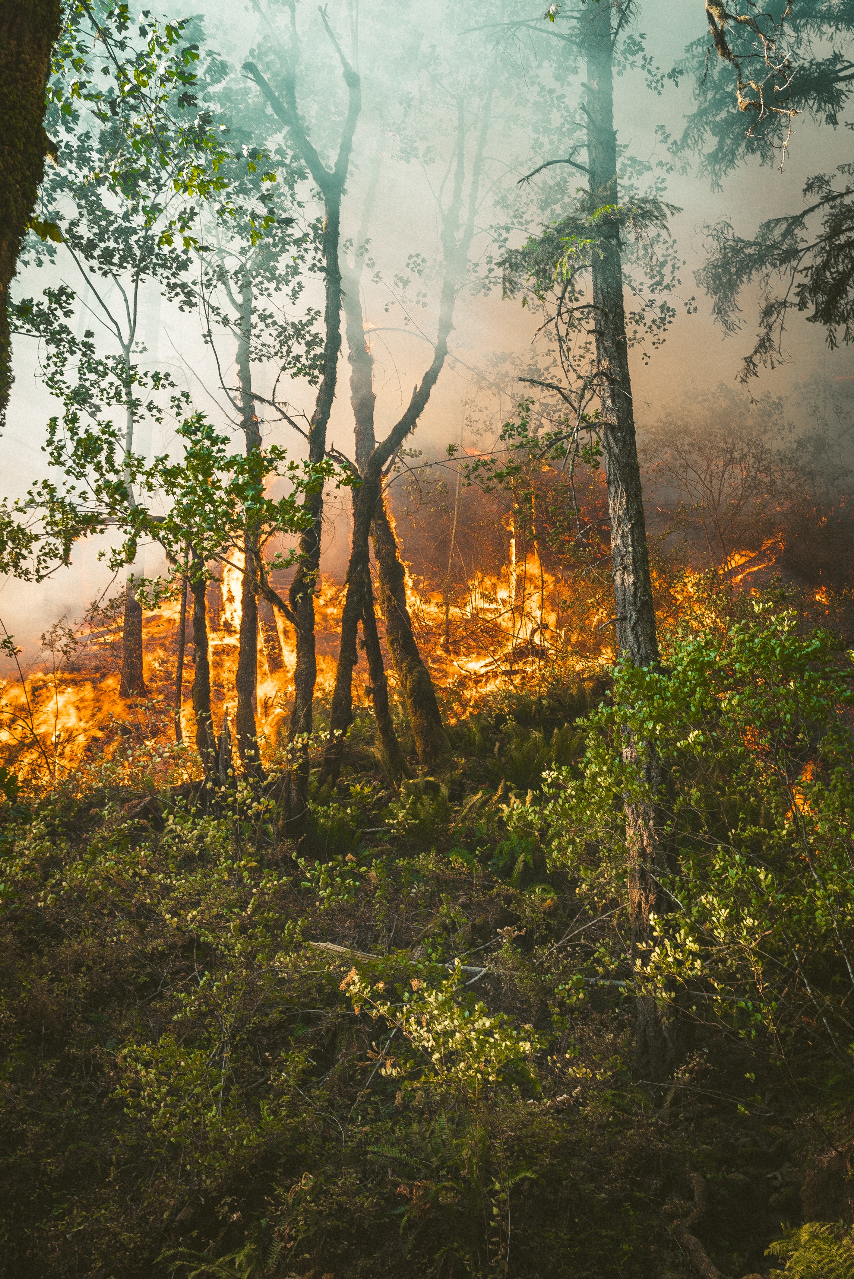 PIK beteiligt sich an EU-Projekt zur Analyse und zum Management von Waldbränden
