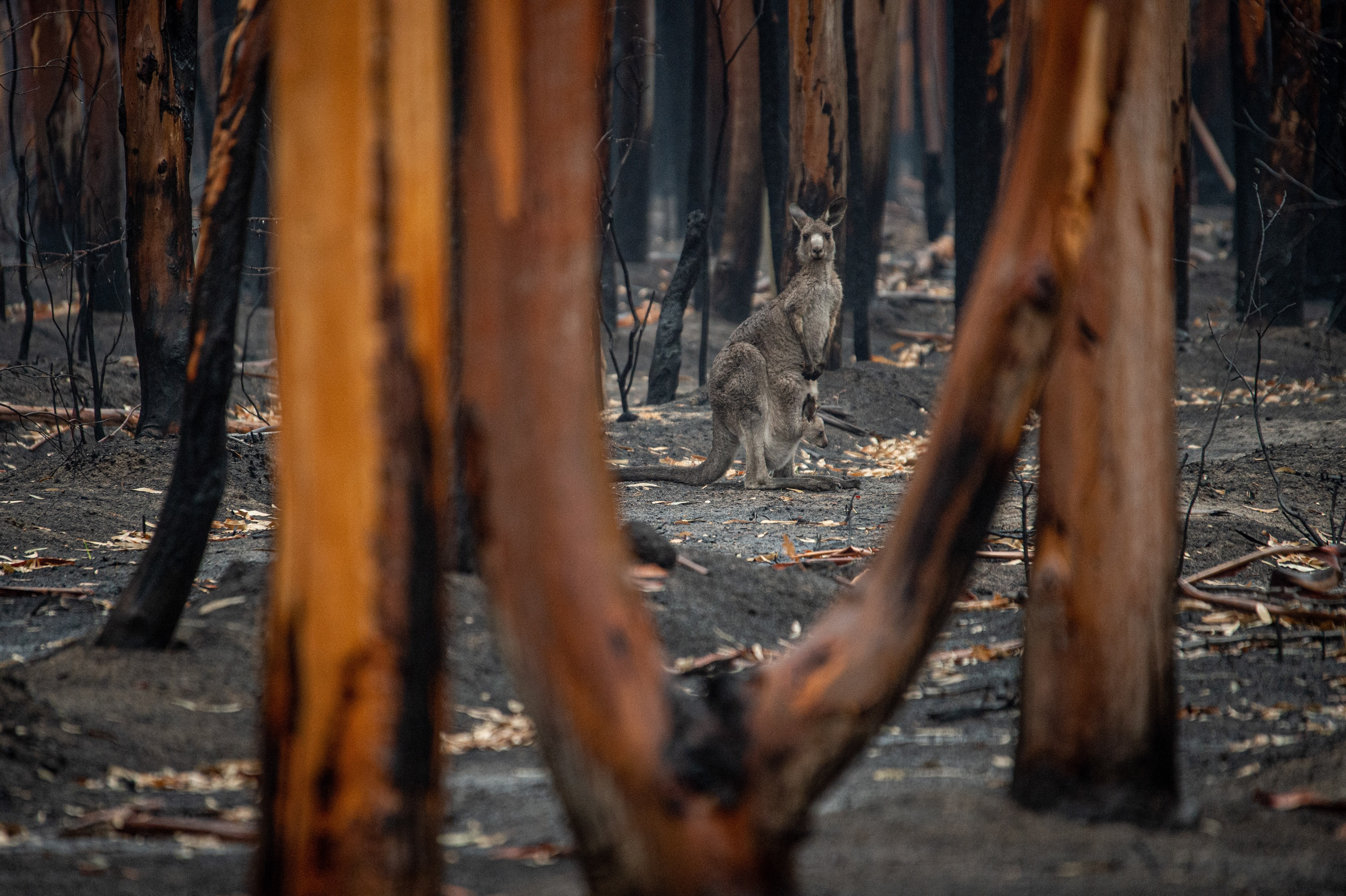 Sind die Flammen gelöscht, ist die Gefahr noch lange nicht gebannt:  Kaskadeneffekte von Waldbränden