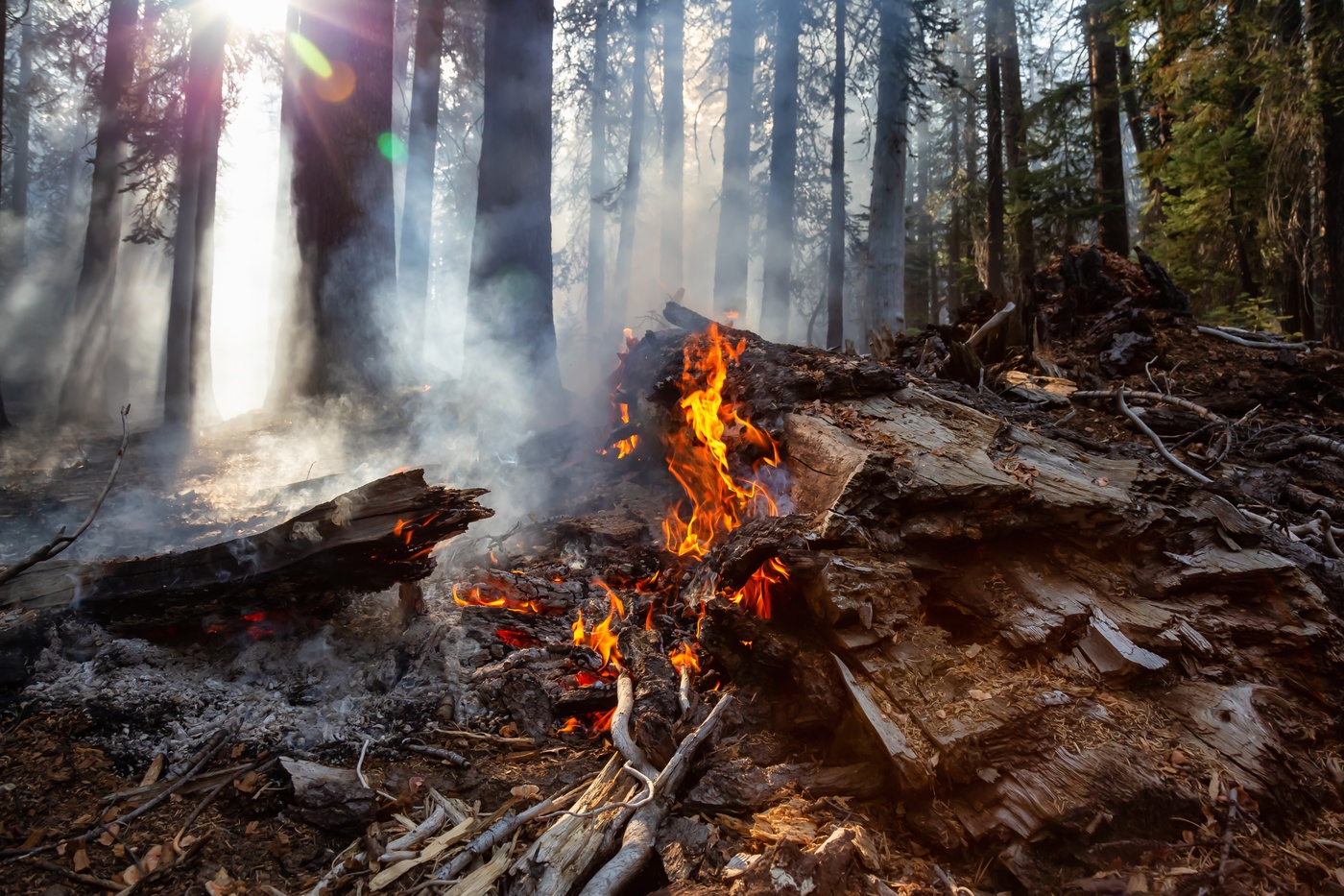 Statement zu den aktuellen Waldbränden in Kalifornien