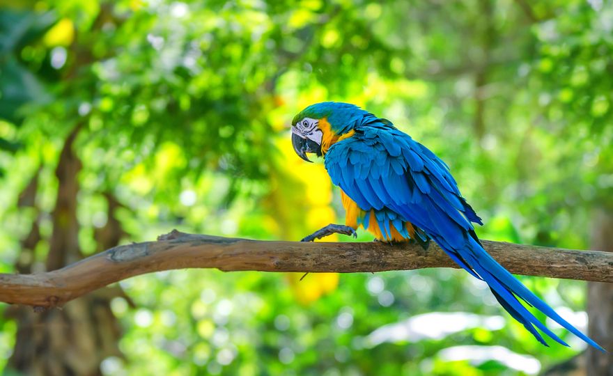 Teufelskreis aus Dürre und Waldverlust am Amazonas