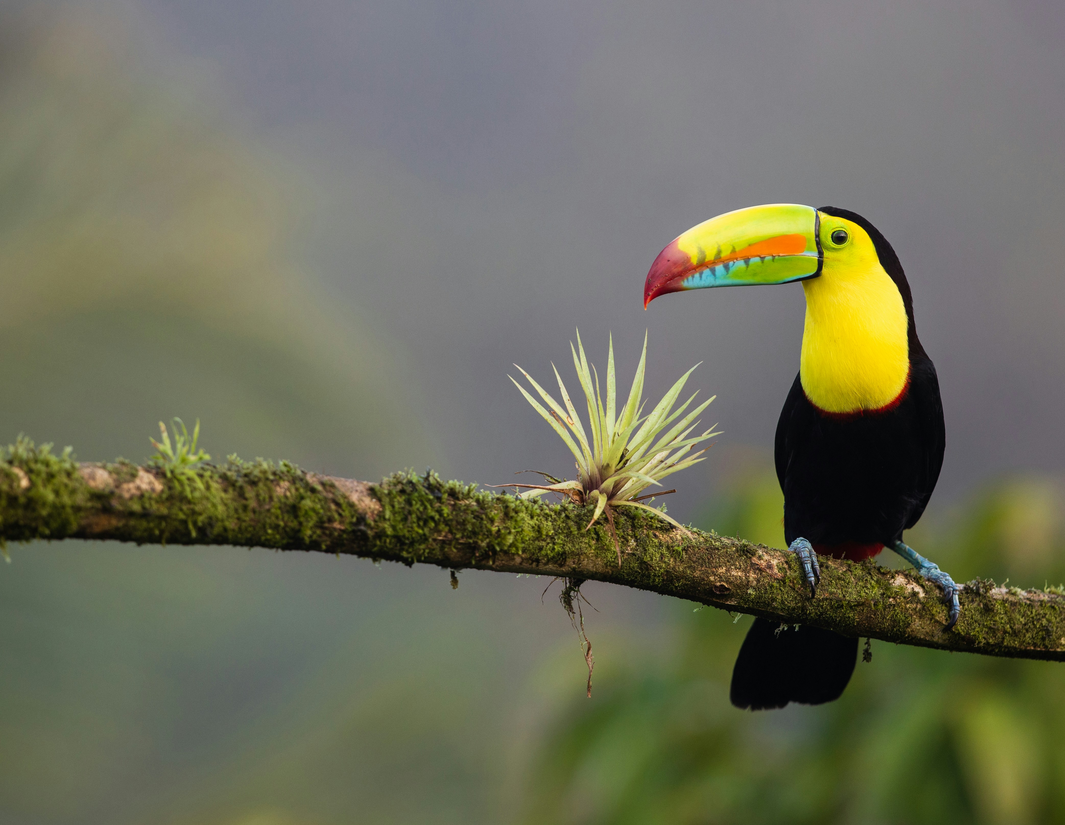 Tropische Vogelpopulationen sind wegen des Klimawandels seit 1980 um ein Drittel zurückgegangen Tropische Vogelpopulationen sind wegen des Klimawandels seit 1980 um ein Drittel zurückgegangen