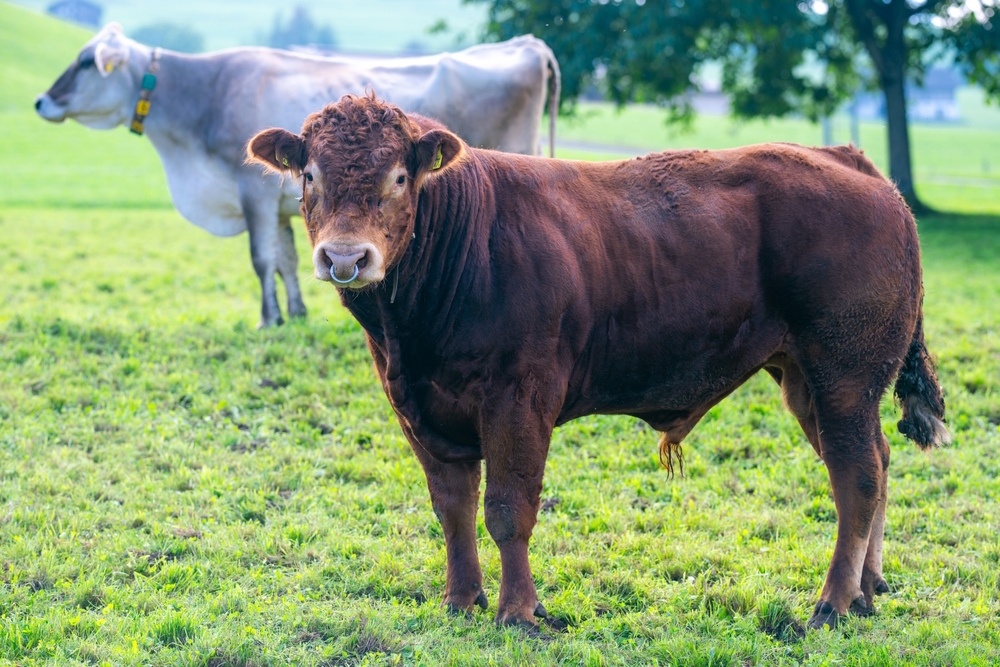 Volle Mehrwertsteuer auf Fleisch: ein erster Schritt zum Einpreisen der Umweltschäden durch Ernährung