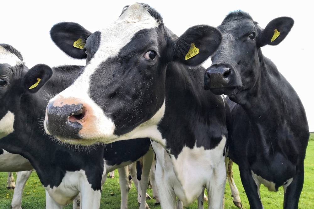 Volle Mehrwertsteuer auf Fleisch: ein erster Schritt zum Einpreisen der Umweltschäden durch Ernährung