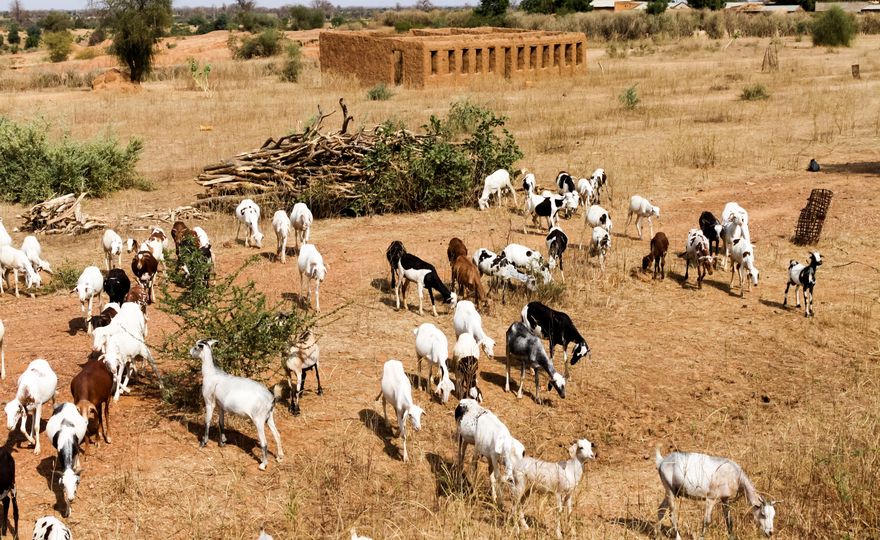 Von trocken zu nass: In Afrikas Sahelzone könnte es plötzlich viel mehr regnen