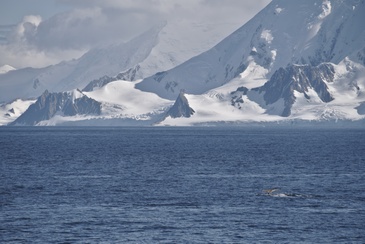 Wale nahe den Südlichen Shetlandinseln. ©Reese/Winkelmann