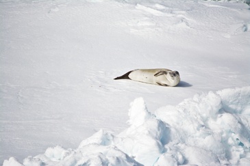 Eine Robbe ruht sich am Schollenrand aus. ©Reese/Winkelmann