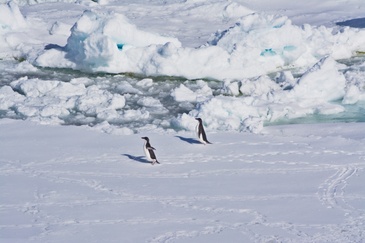 Pinguine laufen über eine Eisscholle. ©Winkelmann/Reese