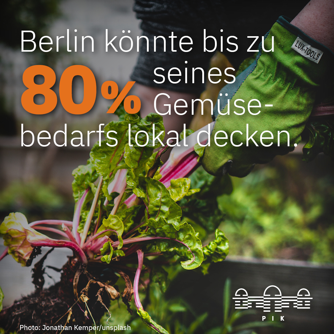 Lokal lecker: Berlin könnte großen Teil seines Gemüses vor Ort produzieren