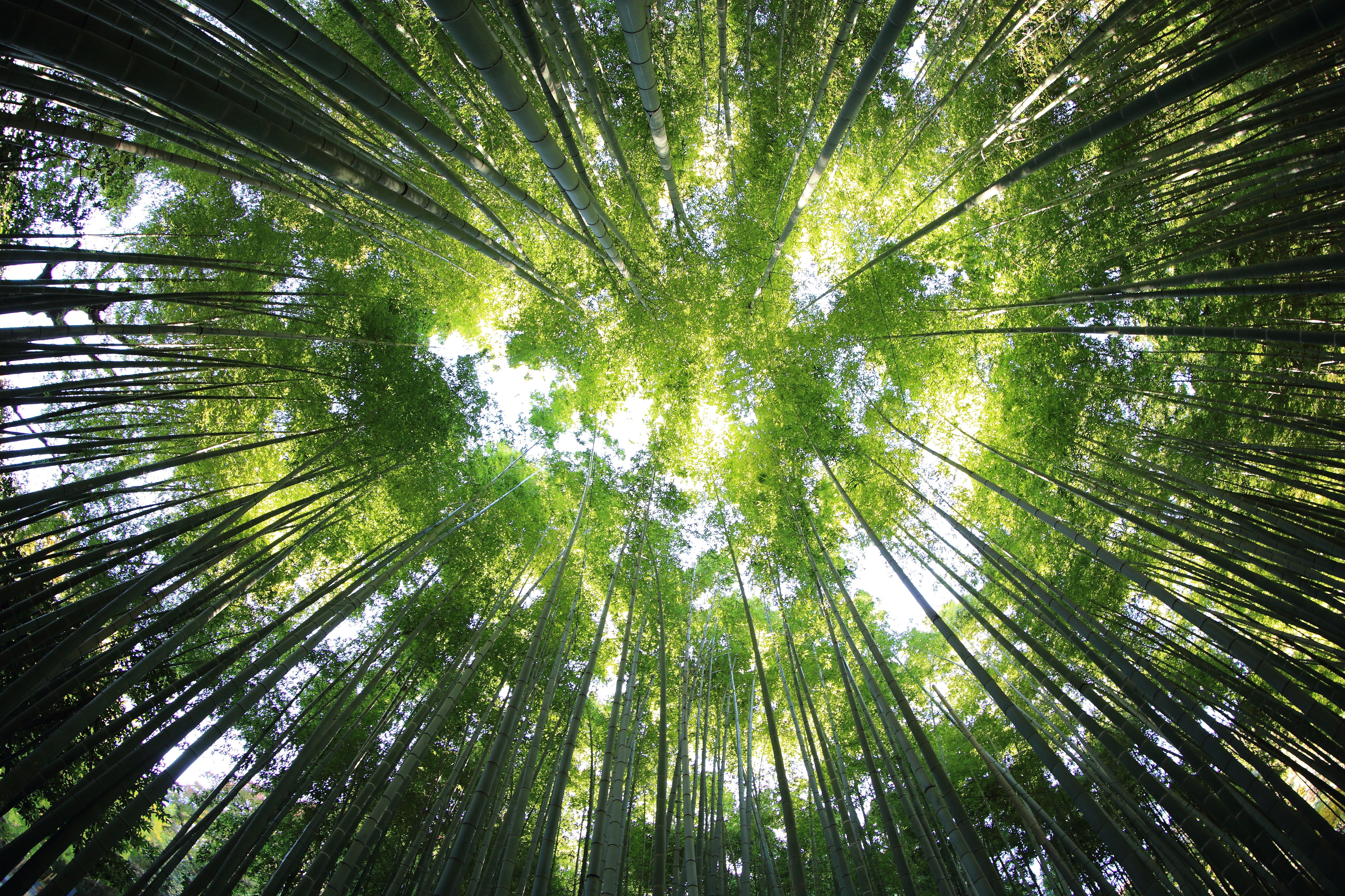 Lungen der Erde schützen. Eine-Welt-Programm der Grünen Woche eröffnete mit Engagement prominenter World Vision-Unterstützer für Wälder (German)