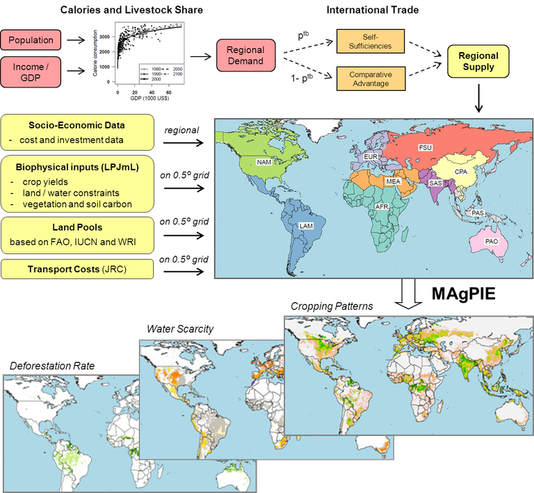 Figure 1. Simplified MAgPIE flowchart of key processes (demand and trade implementation, data inputs from LPJmL and spatially explicit water shadow prices). With exogenous data about population and GDP development, we calculate regional demand and the livestock share. The former is then translated to regional supply depending on the international trade scenario. Further inputs for MAgPIE are socioeconomic data like production costs and biophysical inputs from LPJmL. After the optimization of MAgPIE, one of the outputs is cropping patterns of the different crops, which is the basis for the calculation of water shadow prices.