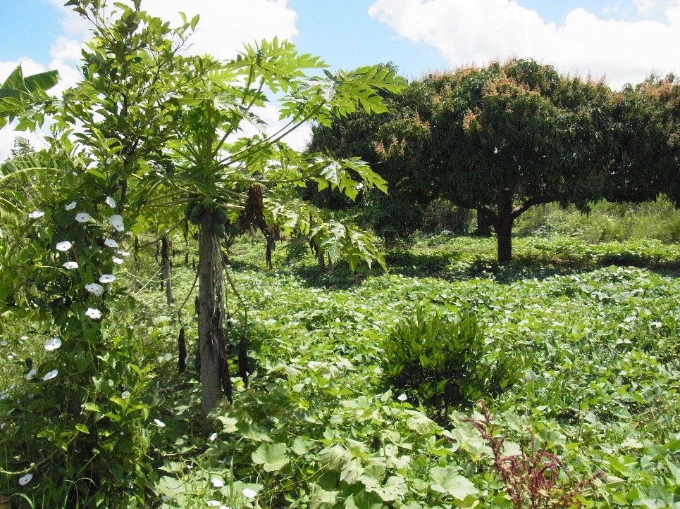 Nu-Tree project started: Integrating nutrition and health aspects into agroforestry projects in sub-Saharan Africa