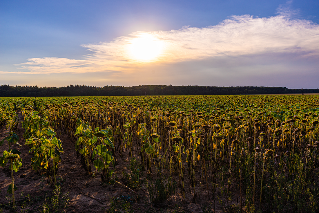 PIK Researchers in the Media: Heat, Forests, Water and Harvests in Summer 2026