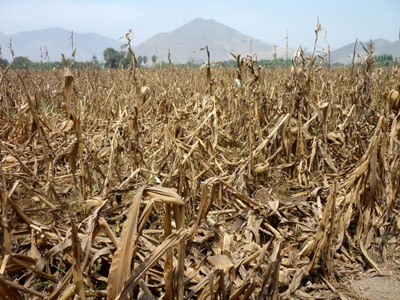 Von Dürre betroffenes Maisfeld in Peru. Quelle: C. Gornott