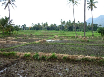 Reisfeld in Tanzania. Quelle: C. Gornott