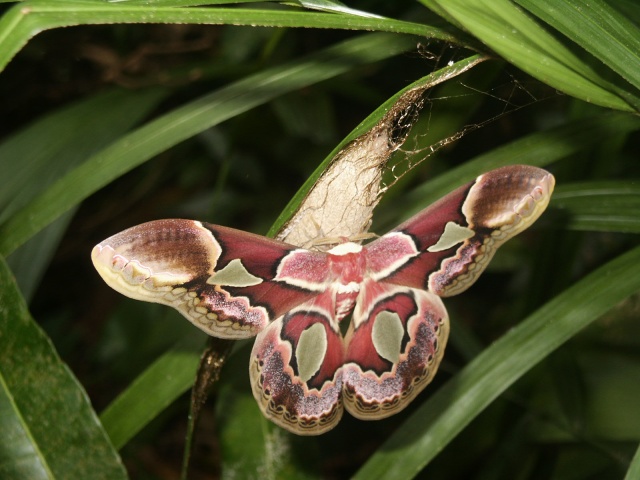 Brasilianischer Schmetterling Orith Tempelman pixelio